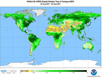 NOAA-20 VIIRS Global Weekly Top of Canopy NDVI, 8/24 to 8/30/2021 - click to enlarge