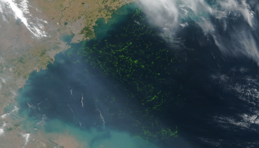 Green macroalgae bloom in Yellow Sea near Qingdao on June 23, 2021