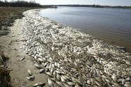 Ocean Hypoxia Dead Zones