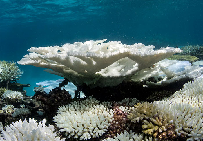 photo: coral bleaching in July 2022, NOAA education program