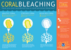 Coral Bleaching factsheet, NOAA/NOS